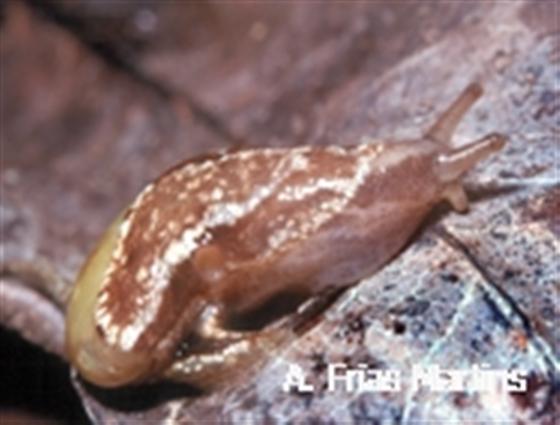 Azorivitrina finitima (Morelet, 1860)